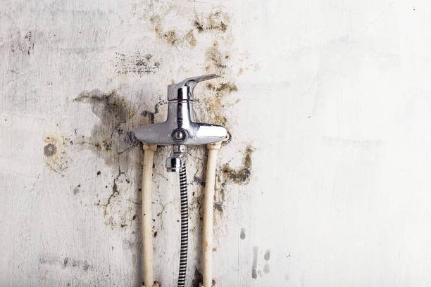 Best Local Mold Removal Service  in Orcutt, CA
