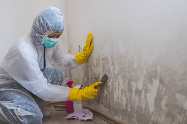 Best Attic Mold Removal  in Orcutt, CA