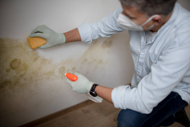Best Commercial Mold Removal  in Orcutt, CA