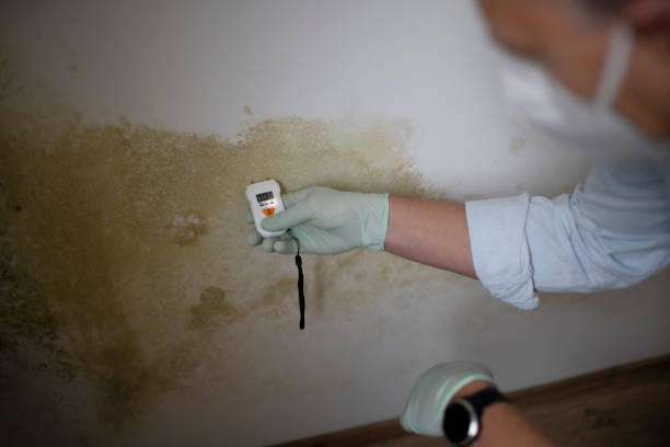 Mold Removal and Inspection in Orcutt, CA