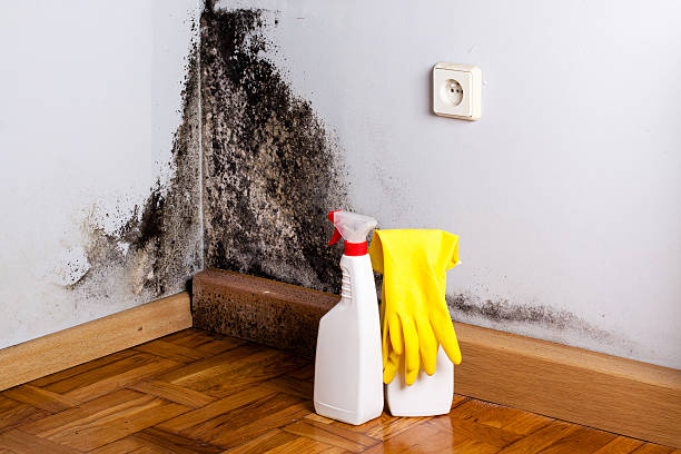 Best Mold Removal and Inspection  in Orcutt, CA